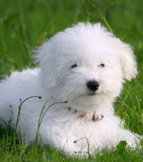 Bichon Frisé