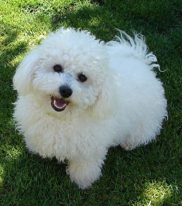 Bichon Frisé