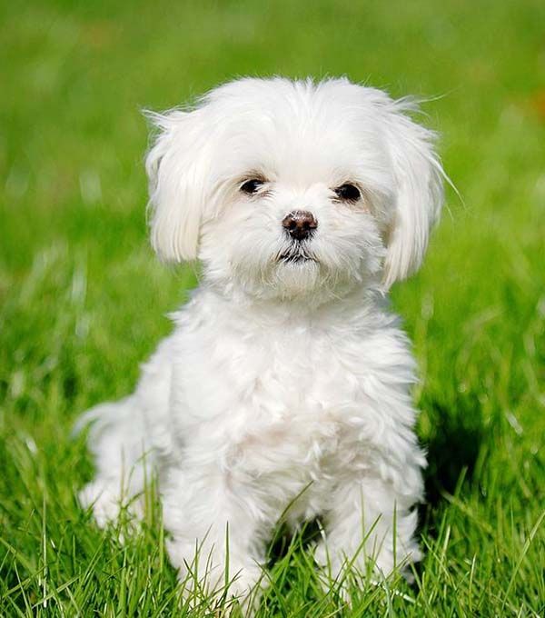 Bichon Maltais