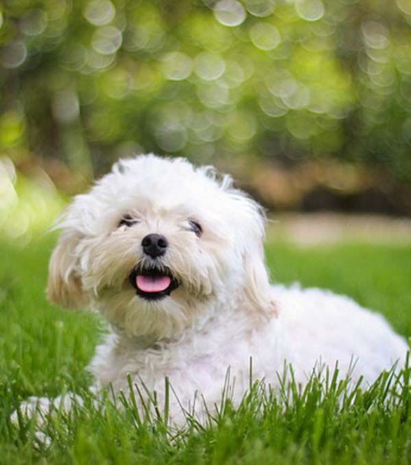 Bichon Maltais