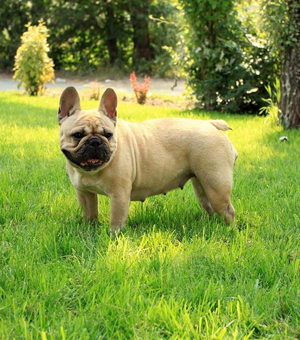 Bouledogue