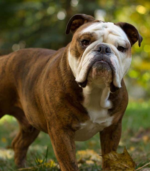 Bouledogue