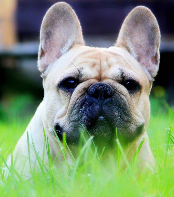 Bouledogue