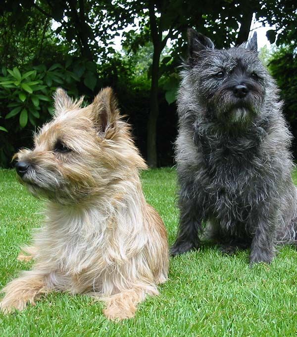 Cairn Terrier