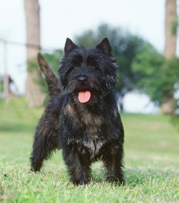 Cairn Terrier