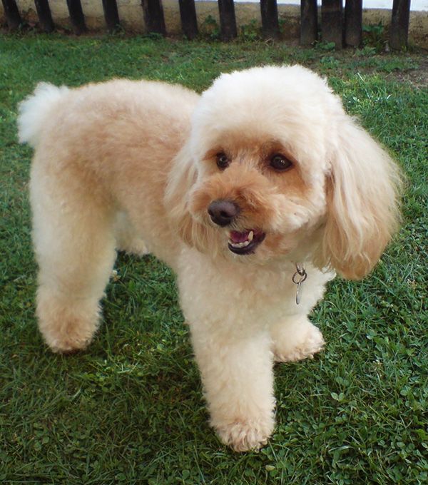 Caniche