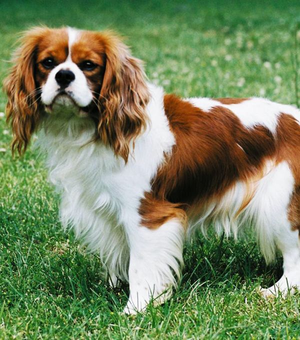 Cavalier King