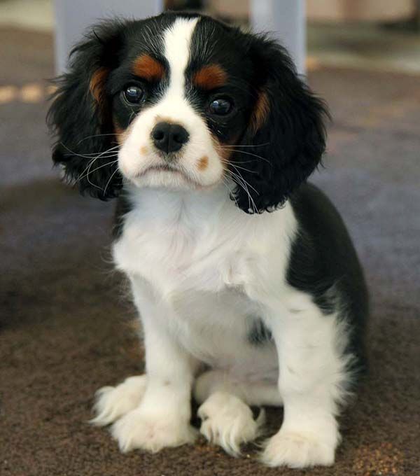 Cavalier King