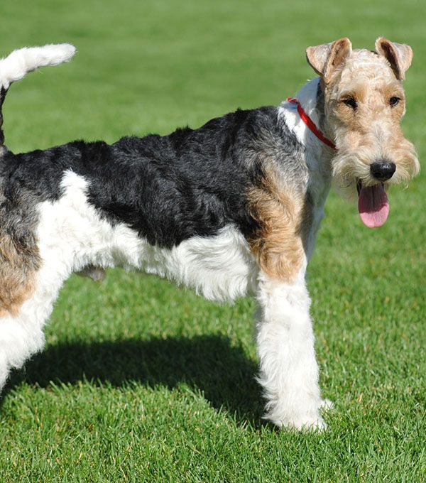 Fox Terrier