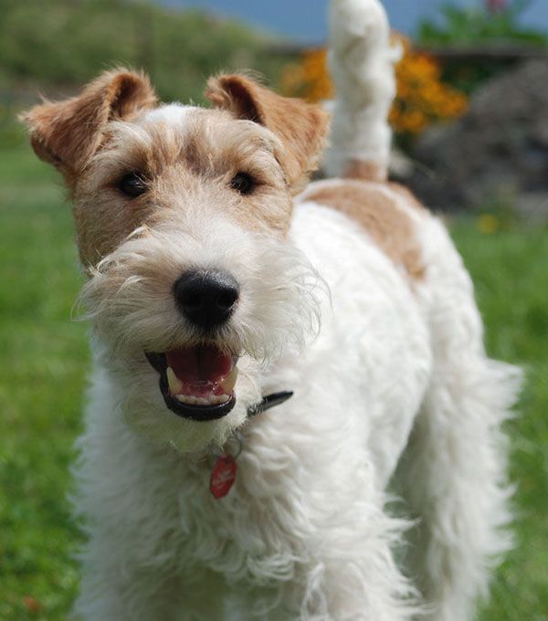 Fox Terrier