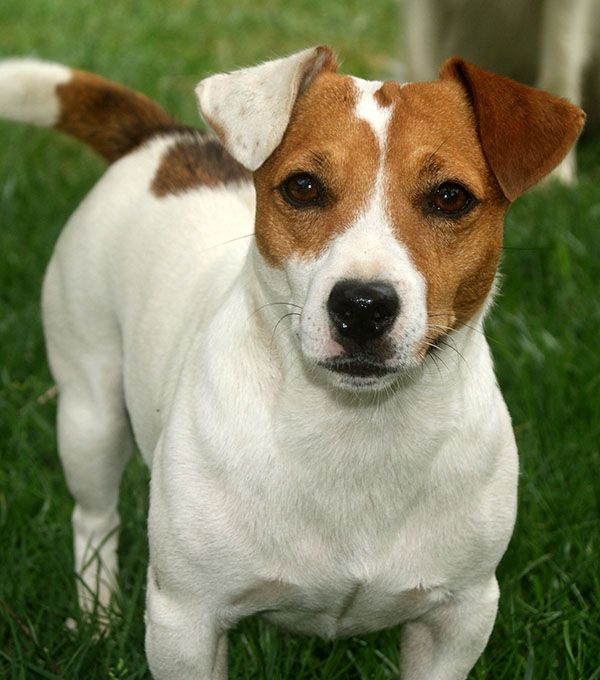 Jack Russell