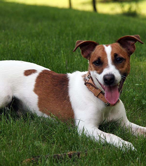 Jack Russell