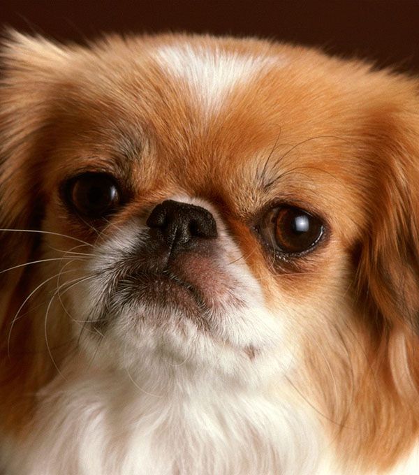 Pekinois