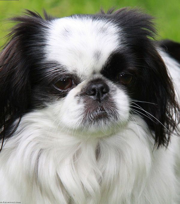 Pekinois