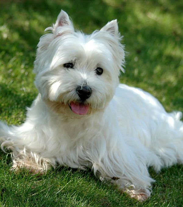 Westie