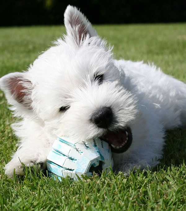 Westie